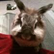 Profilbild von Rabbitmaus