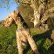 Profilbild von Airedale