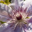 Profilbild von clematis