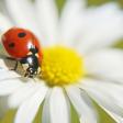 Profilbild von Ladybugs