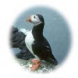 Profilbild von Flying-Puffin