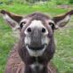 Profilbild von Donkey66