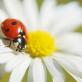 Profilbild von Ladybugs