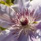 Profilbild von clematis