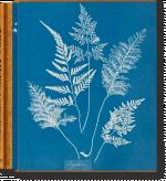 Cover-Bild Anna Atkins. Cyanotypes