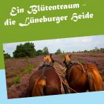 Cover-Bild Ein Blütentraum - die Lüneburger Heide