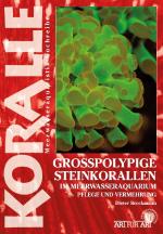 Cover-Bild Grosspolypige Steinkorallen im Meerwasseraquarium