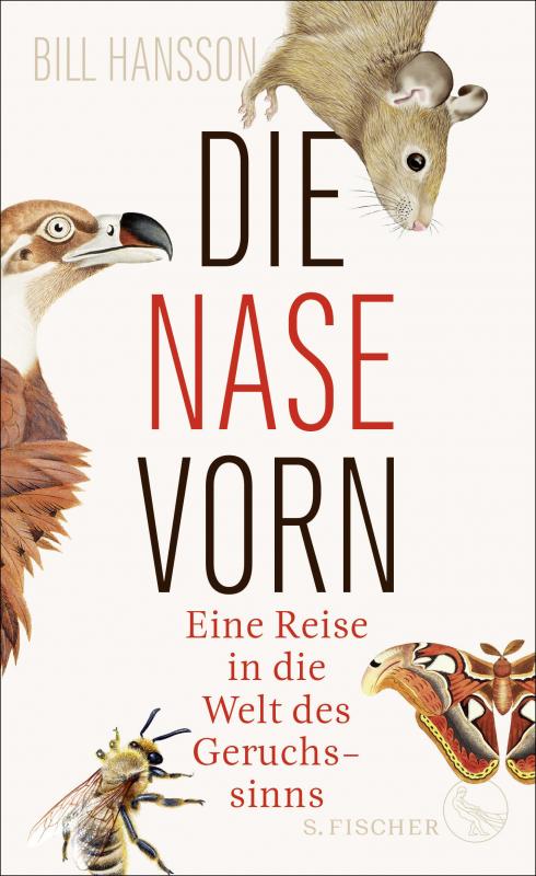 Cover-Bild Die Nase vorn