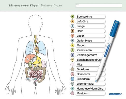 Cover-Bild Ich kenne meinen Körper - Die inneren Organe