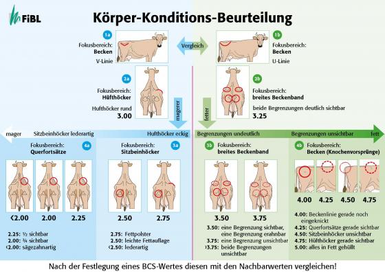 Cover-Bild Körper-Konditions-Beurteilung