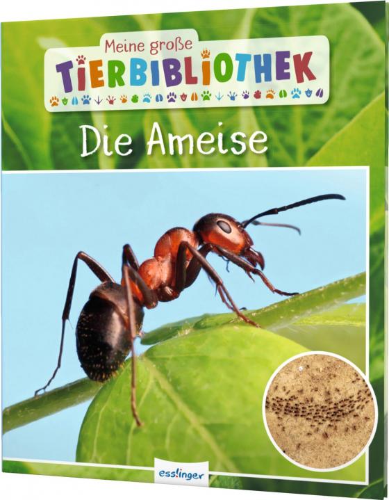 Cover-Bild Meine große Tierbibliothek: Die Ameise