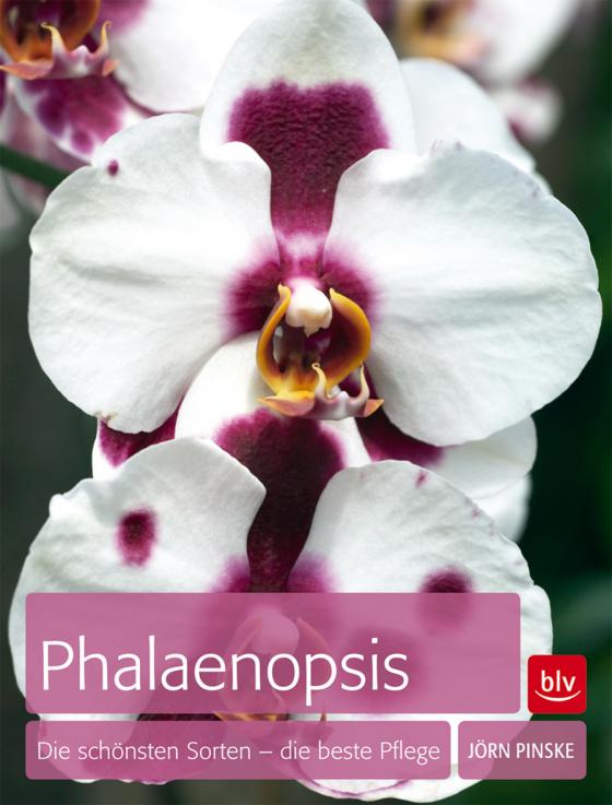 Cover-Bild Phalaenopsis