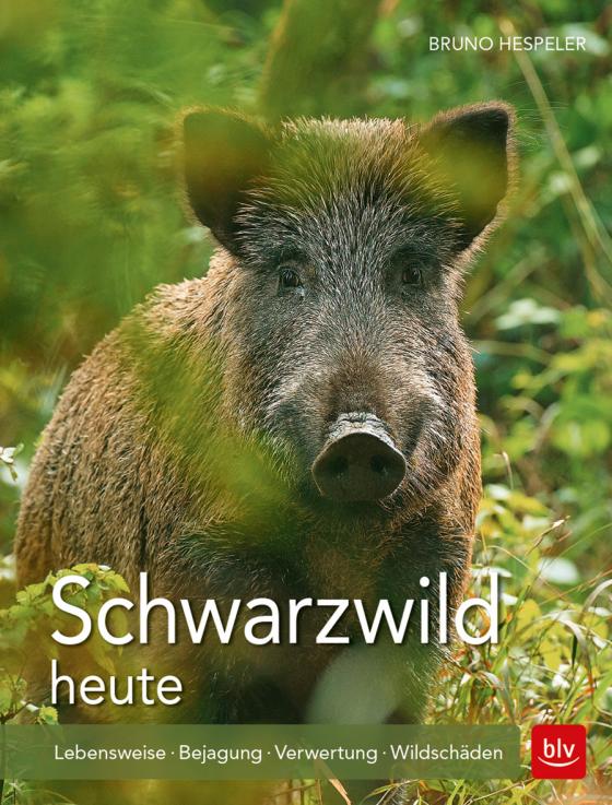 Cover-Bild Schwarzwild heute