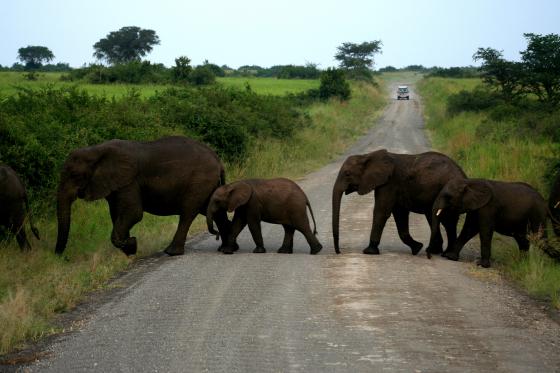 Cover-Bild Uganda - Menschen, Tiere und Landschaften