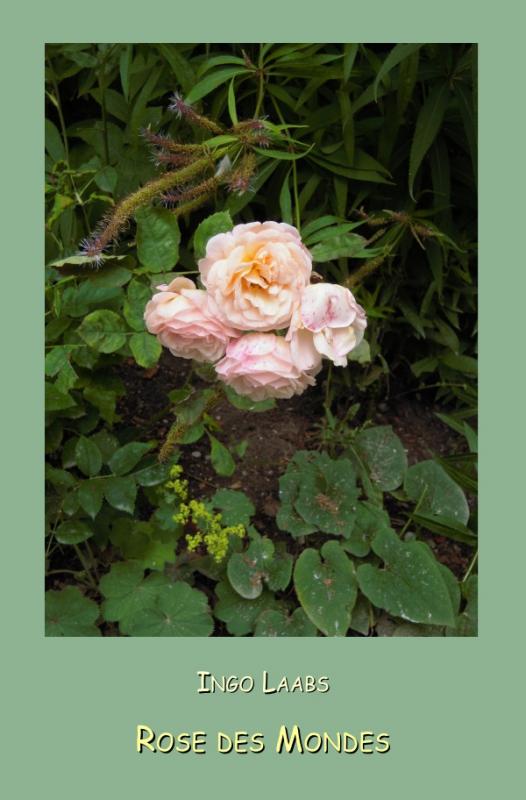 Cover-Bild Valdolon / Rose des Mondes